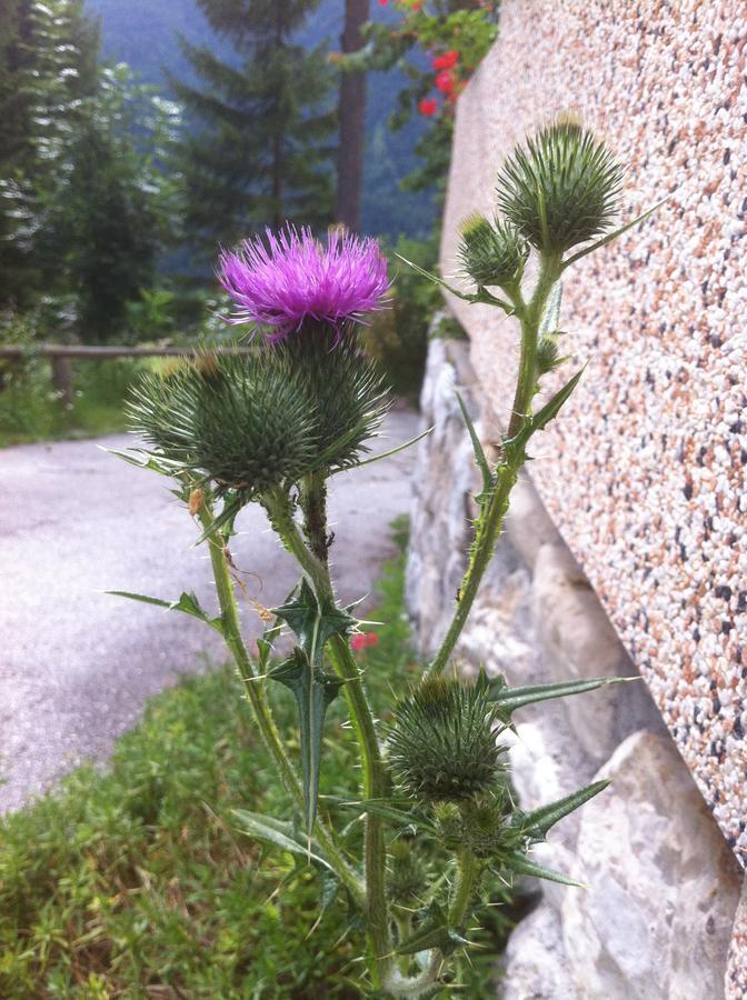 Hotel Il Cardo San Vito di Cadore Exteriör bild